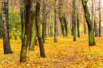 path in an autumn park strewn with yellow leaves