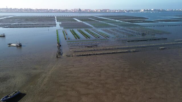 cultivo de ostra na Ria de Aveiro