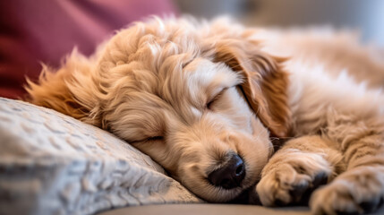 Naklejka na ściany i meble dog sleeping on a pillow - Cute Dog Art made with Generative AI