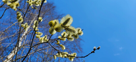 Blooming yellow fluffy willow on a blue sky background