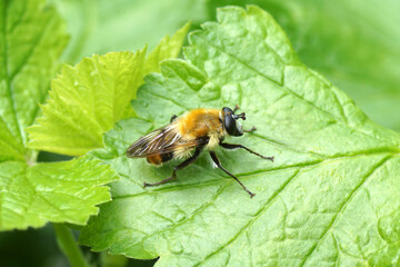 Male hoverfly, Buff-tailed Bumblefly, Criorhina floccosa family Syrphidae on a leaf of a currant bush in the spring. Dutch garden, Netherlands, May