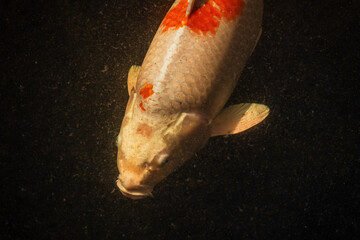 Fish close up. Fish swimming in water, top view. Koi carp fish