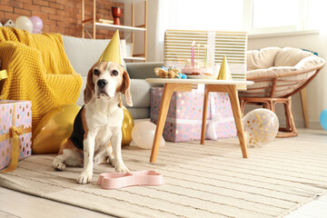 Cute Beagle dog with party hat celebrating birthday at home - obrazy, fototapety, plakaty