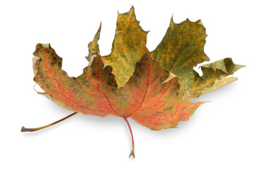 Autumn season. Dry maple leaves isolated on white