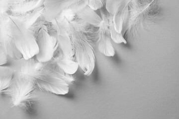 Fluffy white feathers on light background, flat lay
