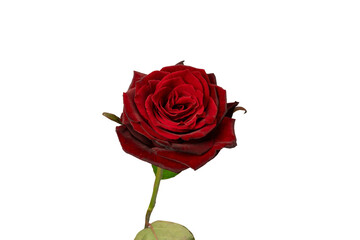 Naklejka premium Beautiful red rose isolated on white background.