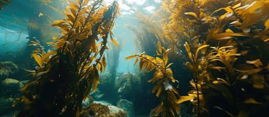 Fototapeta na wymiar Brown kelp Ecklonia radiata in shallow water forest.