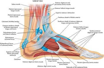 Foot anatomy illustration, whit annotations.