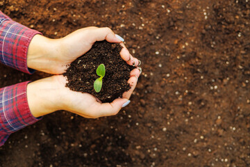 Hands Holding Soil with Young Plant Growing