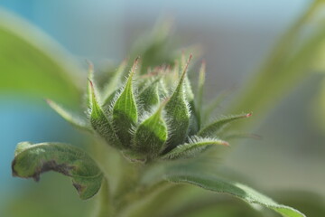 close up of a plant