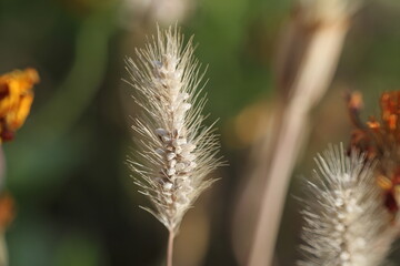 close up of a flower