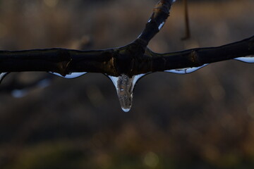drops of water on a tree