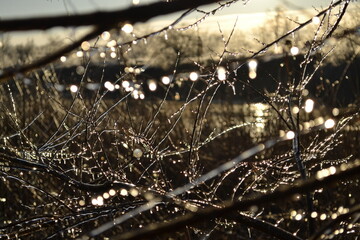 spider web with dew drops