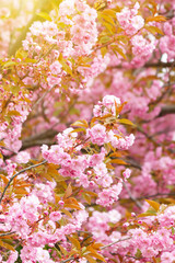 Naklejka premium Beautiful branches of pink Cherry flowers. Selective focus during spring blossoms Sakura.