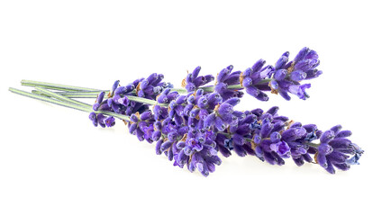 Lavender flowers isolated on a white background. Bunch of lavender.