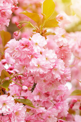 Beautiful branches of pink Cherry flowers. Selective focus during spring blossoms Sakura.