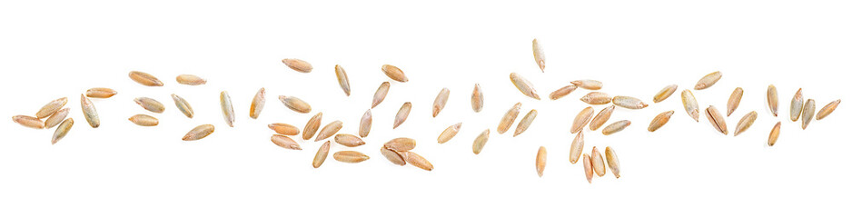 Group of rye grains isolated on a white background, view from above.