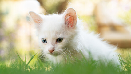 Turkish Van Cat. Van Kedisi. Cute white kitten with colorful eyes.