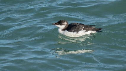 Young razorbill swimming in the mediterranean sea	
