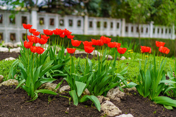 Obraz premium Flowers in a flower bed tulips. Greening the urban environment. Background with selective focus