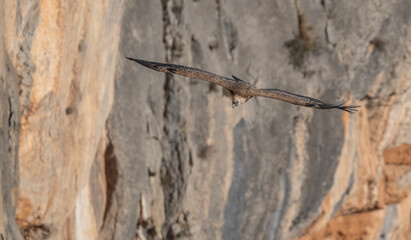griffon vulture in flight over the ravines	