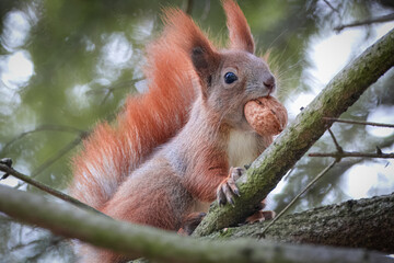 A red squirrel sits on the branch, holds a walnut in the mouth. Squirrel is holding a walnut in the mouth close-up portrait. Squirrel with walnut.