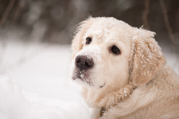 A golden retriever standing in the snow 5506.