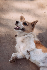 A dog lying on the ground. It is a mammal and an outdoor scene. 5542