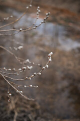 A branch with water drops on it, suggesting a natural setting, possibly outdoors in a wintery environment 5557.