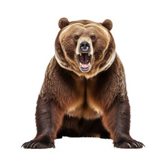 Powerful Grizzly Bear Roar - Isolated on Transparent Background