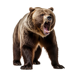 Obraz premium Majestic Grizzly Bear Roaring - Isolated Illustration on Transparent Background