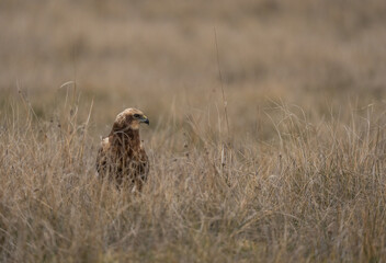 The marsh harrier hidden among the high grass