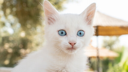 Naklejka na ściany i meble Turkish Van Cat. Van Kedisi. Cute white kitten with colorful eyes.
