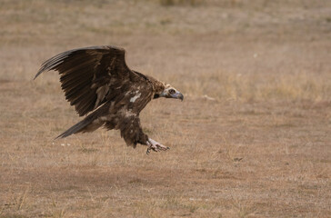 cinereous vulture landing	