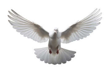 Serene White Dove Isolated on Transparent Background - Peaceful Bird Clipart
