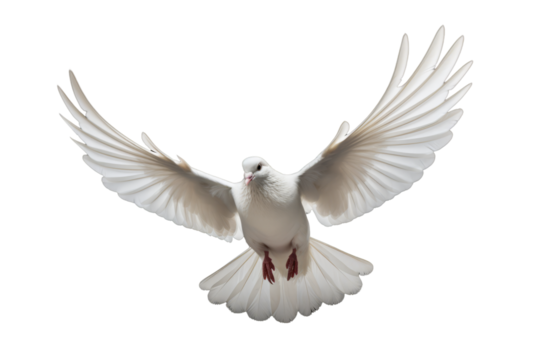 Peaceful White Dove Isolated on Transparent Background - Royalty-Free Image