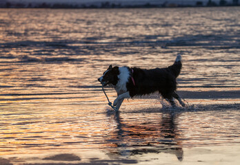 border collie playing on the beach at sunset	