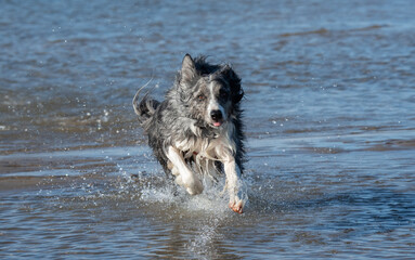 border collie playing on the beach	