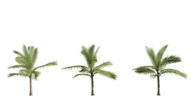 set of palm trees, Acanthophoenix crinita, 3D rendering   on a transparent background