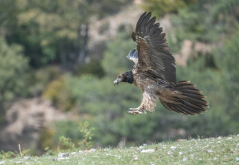 young bearded vulture landing in the pyrenees mountains	