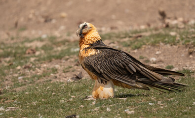 bearded vulture in the pyrenees mountains	