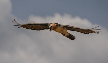 bearded vulture in flight over the pyrenees mountains	