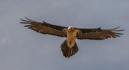 bearded vulture in flight over the pyrenees mountains	