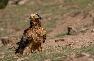 bearded vulture in the pyrenees mountains	