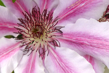 Blooming clematis flower.