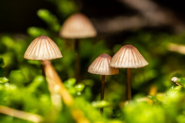grzyb, makro © Marek