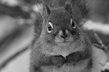 La Plaine 14 Janvier 2024 (29) - Photoshop - N&B