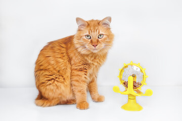 A red cat sits near a yellow toy feeder with dry food on a white background