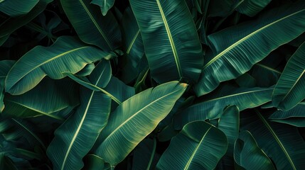 leaves of banana, abstract green dark texture, nature background, tropical leaf