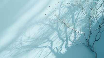 Minimalistic abstract gentle light blue background for product presentation with light and intricate shadow from tree branches on wall.